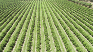 Santa Barbara Succession Planning for Family Farms and Agricultural Businesses